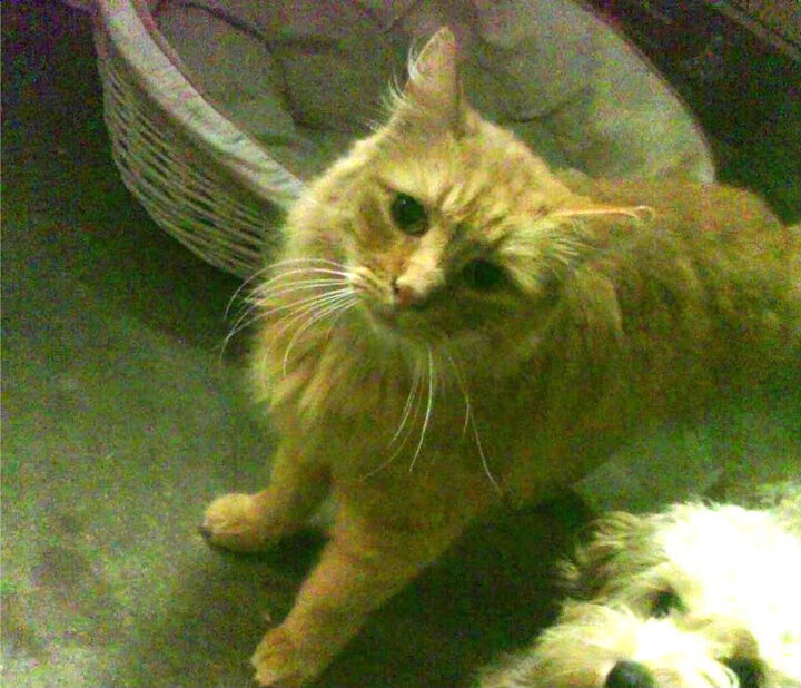 中国篮球发展基金会启动青年培养专项计划,中国青年篮球协会