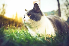 爱游戏娱乐-中国队在巴黎奥运会比赛中展现出快速反击战术，巴黎奥运会中国代表团