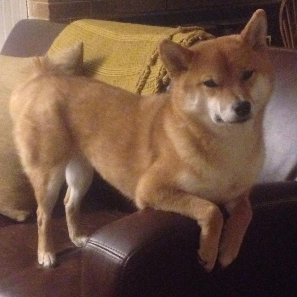 体育舞蹈锦标赛：律动中的艺术表现，体育舞蹈的竞赛规则