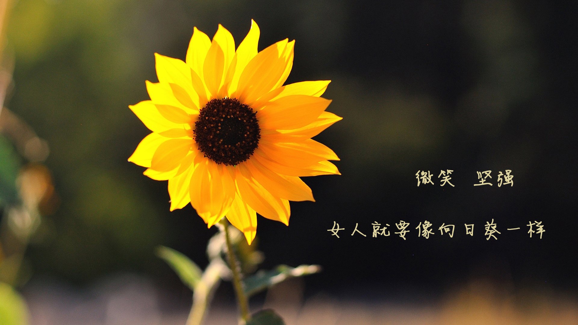 台球运动的健康益处与未来发展，台球有益健康